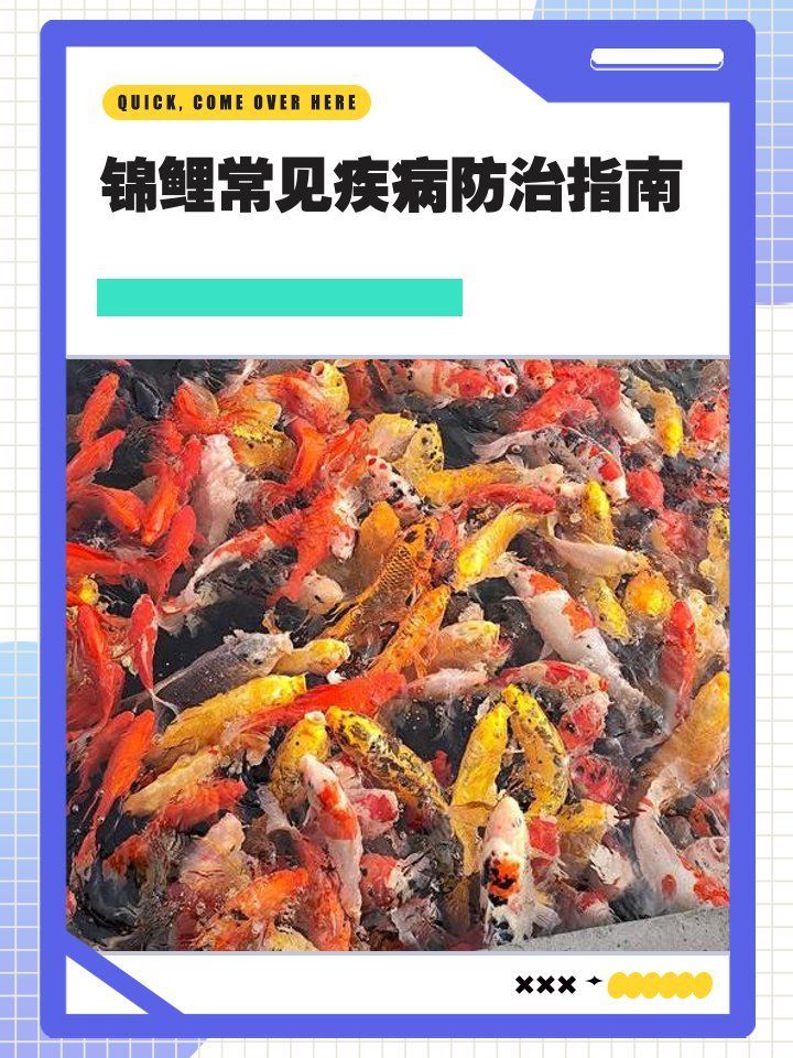 鰓蓋爛洞如何預(yù)防，爪子小天地啊,觀賞魚爛鰓病的預(yù)防與治療全攻略 鰓蓋爛洞如何預(yù)防，爪子小天地啊,觀賞魚爛鰓病的預(yù)防與治療全攻略 龍魚百科 第1張