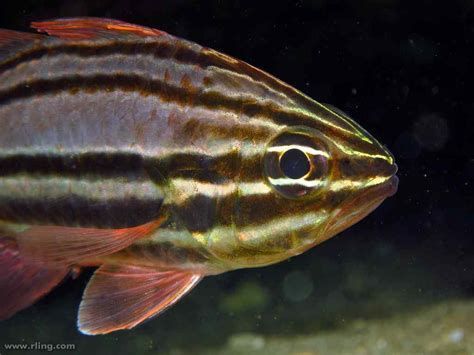 龍魚(yú)眼睛有白色圈會(huì)恢復(fù)嗎?,龍魚(yú)眼睛出現(xiàn)白色圈會(huì)恢復(fù)嗎 龍魚(yú)百科 第2張 龍魚(yú)眼睛有白色圈會(huì)恢復(fù)嗎?,龍魚(yú)眼睛出現(xiàn)白色圈會(huì)恢復(fù)嗎 龍魚(yú)眼睛有白色圈會(huì)恢復(fù)嗎?,龍魚(yú)眼睛出現(xiàn)白色圈會(huì)恢復(fù)嗎 龍魚(yú)百科 第2張