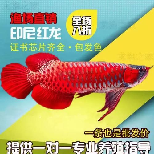哪里可以買到優質的紅龍魚苗 龍魚百科 第4張 哪里可以買到優質的紅龍魚苗 哪里可以買到優質的紅龍魚苗 龍魚百科 第4張
