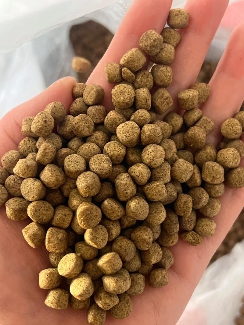 觀賞魚飼料品牌推薦,備受推崇的觀賞魚飼料品牌推薦海洋之星oceanstar 龍魚百科 第13張 觀賞魚飼料品牌推薦,備受推崇的觀賞魚飼料品牌推薦海洋之星oceanstar 觀賞魚飼料品牌推薦,備受推崇的觀賞魚飼料品牌推薦海洋之星oceanstar 龍魚百科 第13張