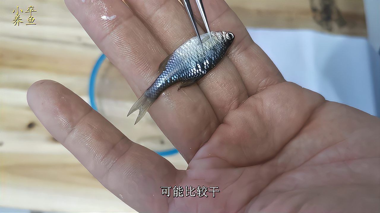 有哪些龍魚疾病是慢性發(fā)展的，龍魚慢性疾病是慢性發(fā)展的，如何預防龍魚慢性疾病及其詳細解析 有哪些龍魚疾病是慢性發(fā)展的，龍魚慢性疾病是慢性發(fā)展的，如何預防龍魚慢性疾病及其詳細解析 龍魚百科 第1張