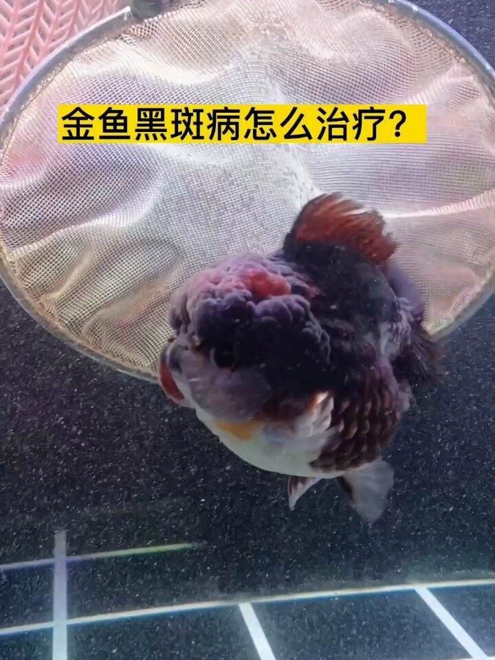 黑鱗病會自愈嗎，黑鱗病會自愈嗎， 黑鱗病會自愈嗎，黑鱗病會自愈嗎， 龍魚百科 第1張