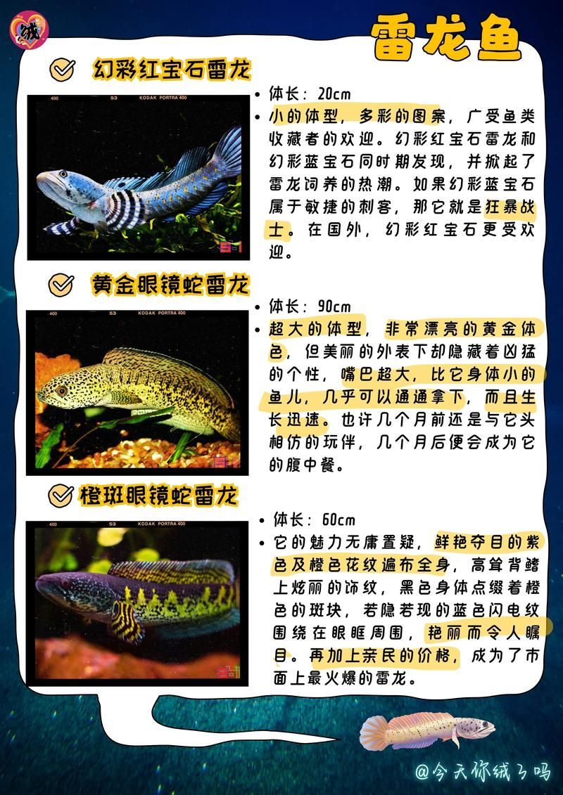 如何預(yù)防雷龍魚腸炎，如何防治雷龍魚腸炎 如何預(yù)防雷龍魚腸炎，如何防治雷龍魚腸炎 龍魚百科 第5張