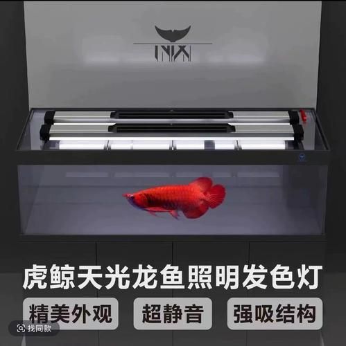 能推薦幾款性價比高的龍魚發色燈嗎?,龍魚發色燈哪個牌子好 龍魚百科 第19張 能推薦幾款性價比高的龍魚發色燈嗎?,龍魚發色燈哪個牌子好 能推薦幾款性價比高的龍魚發色燈嗎?,龍魚發色燈哪個牌子好 龍魚百科 第19張