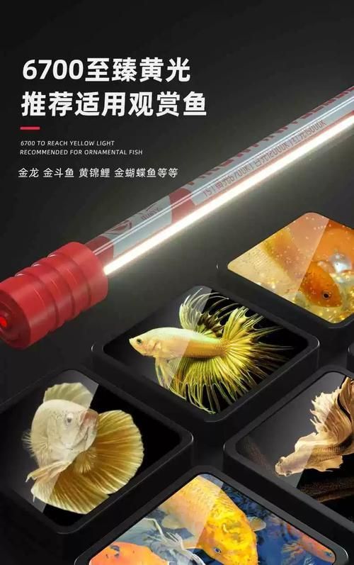 能推薦幾款性價比高的龍魚發色燈嗎?,龍魚發色燈哪個牌子好 龍魚百科 第13張 能推薦幾款性價比高的龍魚發色燈嗎?,龍魚發色燈哪個牌子好 能推薦幾款性價比高的龍魚發色燈嗎?,龍魚發色燈哪個牌子好 龍魚百科 第13張