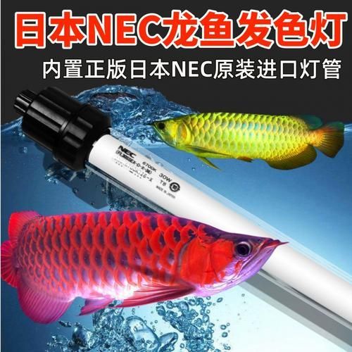 能推薦幾款性價比高的龍魚發色燈嗎?,龍魚發色燈哪個牌子好 龍魚百科 第14張 能推薦幾款性價比高的龍魚發色燈嗎?,龍魚發色燈哪個牌子好 能推薦幾款性價比高的龍魚發色燈嗎?,龍魚發色燈哪個牌子好 龍魚百科 第14張