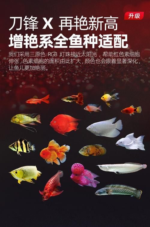 能推薦幾款性價比高的龍魚發色燈嗎?,龍魚發色燈哪個牌子好 龍魚百科 第9張 能推薦幾款性價比高的龍魚發色燈嗎?,龍魚發色燈哪個牌子好 能推薦幾款性價比高的龍魚發色燈嗎?,龍魚發色燈哪個牌子好 龍魚百科 第9張