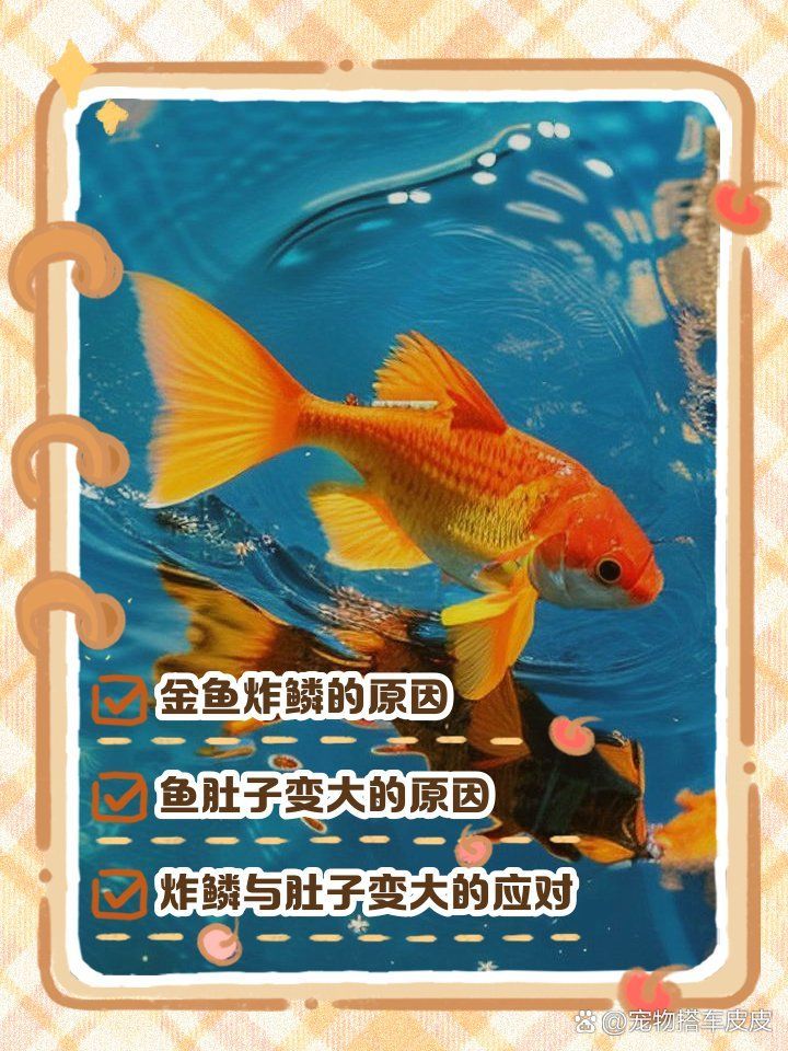 魚肚子大炸鱗了預后如何，魚肚子大炸鱗是一種常見疾病的疾病癥狀與成因揭秘 魚肚子大炸鱗了預后如何，魚肚子大炸鱗是一種常見疾病的疾病癥狀與成因揭秘 龍魚百科 第1張