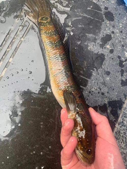 如何區(qū)分真假中華七星龍魚？，中華七星龍魚的辨別 如何區(qū)分真假中華七星龍魚？，中華七星龍魚的辨別 龍魚百科 第5張