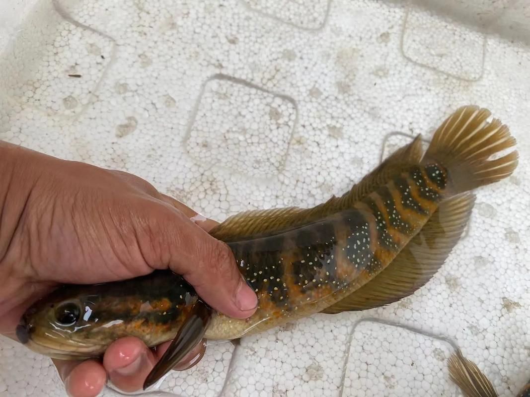 如何區(qū)分真假中華七星龍魚？，中華七星龍魚的辨別 如何區(qū)分真假中華七星龍魚？，中華七星龍魚的辨別 龍魚百科 第2張