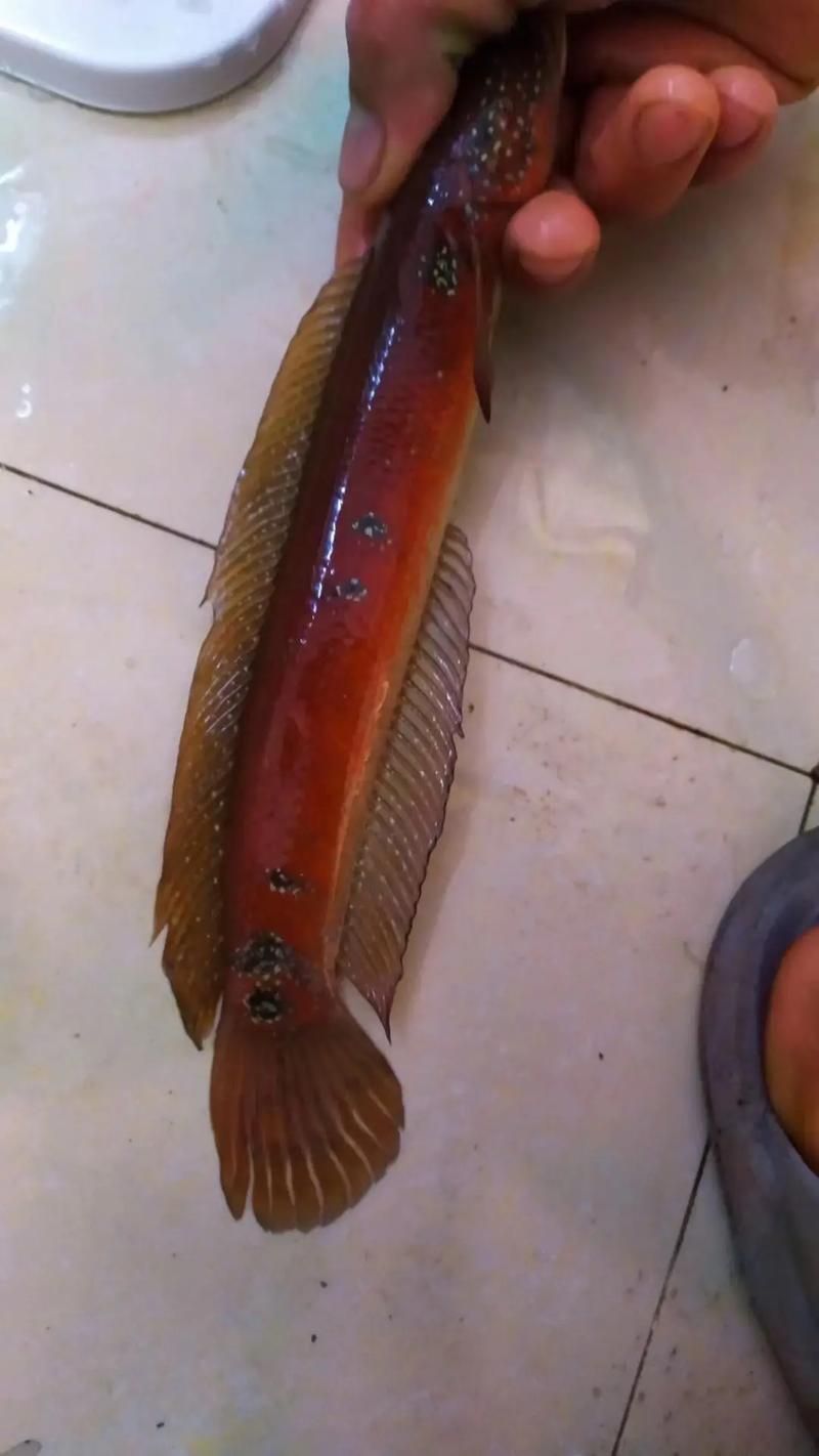 如何區(qū)分真假中華七星龍魚？，中華七星龍魚的辨別 如何區(qū)分真假中華七星龍魚？，中華七星龍魚的辨別 龍魚百科 第4張