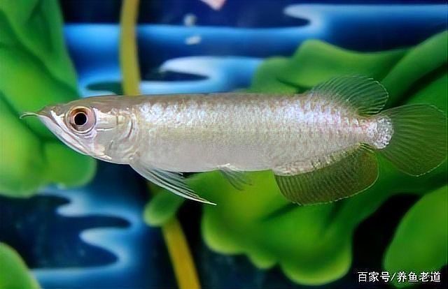 如何判斷龍魚對飼料的適應情況？，–判斷龍魚對飼料的適應情況的適應情況 如何判斷龍魚對飼料的適應情況？，–判斷龍魚對飼料的適應情況的適應情況 龍魚百科 第7張