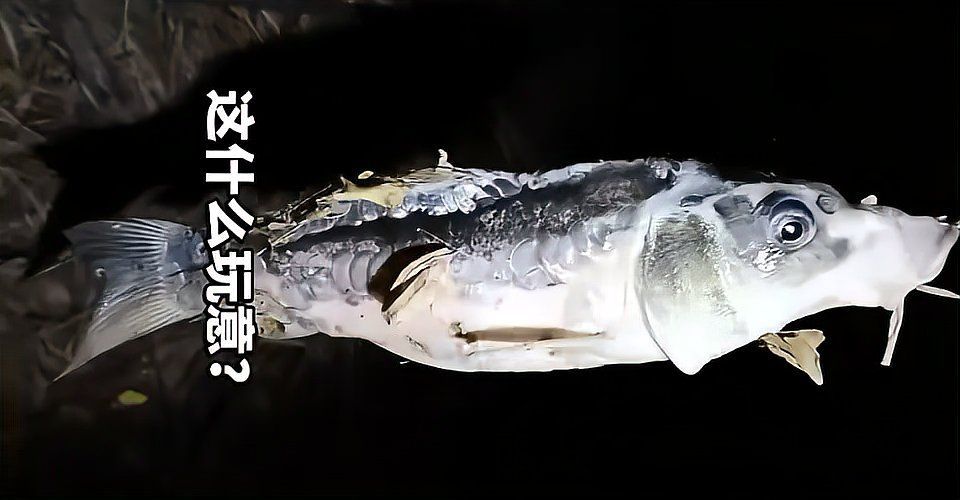 錯(cuò)鱗和亂鱗哪個(gè)更影響美觀，錯(cuò)組件，錯(cuò)鱗與亂鱗 錯(cuò)鱗和亂鱗哪個(gè)更影響美觀，錯(cuò)組件，錯(cuò)鱗與亂鱗 龍魚(yú)百科 第8張