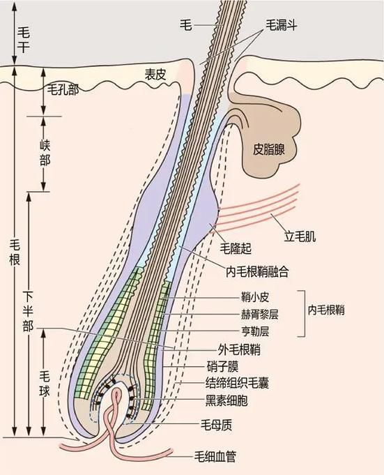 哪些藥物可以有效治療胡須斷裂,關(guān)于胡須斷裂的一些建議 龍魚(yú)百科 第6張 哪些藥物可以有效治療胡須斷裂,關(guān)于胡須斷裂的一些建議 哪些藥物可以有效治療胡須斷裂,關(guān)于胡須斷裂的一些建議 龍魚(yú)百科 第6張