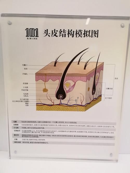 哪些藥物可以有效治療胡須斷裂,關(guān)于胡須斷裂的一些建議 龍魚(yú)百科 第4張 哪些藥物可以有效治療胡須斷裂,關(guān)于胡須斷裂的一些建議 哪些藥物可以有效治療胡須斷裂,關(guān)于胡須斷裂的一些建議 龍魚(yú)百科 第4張