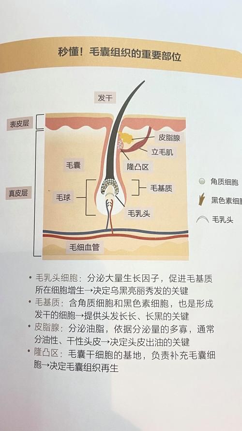 哪些藥物可以有效治療胡須斷裂,關(guān)于胡須斷裂的一些建議 龍魚(yú)百科 第2張 哪些藥物可以有效治療胡須斷裂,關(guān)于胡須斷裂的一些建議 哪些藥物可以有效治療胡須斷裂,關(guān)于胡須斷裂的一些建議 龍魚(yú)百科 第2張