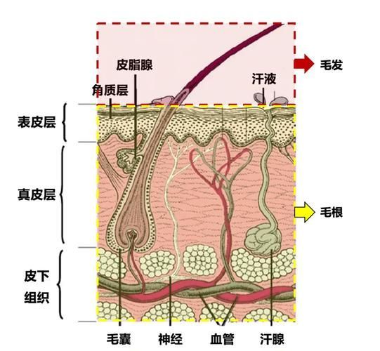 哪些藥物可以有效治療胡須斷裂,關(guān)于胡須斷裂的一些建議 龍魚(yú)百科 第1張 哪些藥物可以有效治療胡須斷裂,關(guān)于胡須斷裂的一些建議 哪些藥物可以有效治療胡須斷裂,關(guān)于胡須斷裂的一些建議 龍魚(yú)百科 第1張