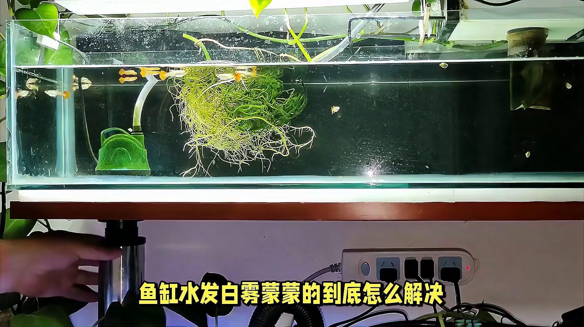 魚缸水發(fā)白霧蒙蒙多久會恢復，如何解決魚缸水發(fā)白霧蒙蒙的到底怎么解決 魚缸水發(fā)白霧蒙蒙多久會恢復，如何解決魚缸水發(fā)白霧蒙蒙的到底怎么解決 龍魚百科 第2張