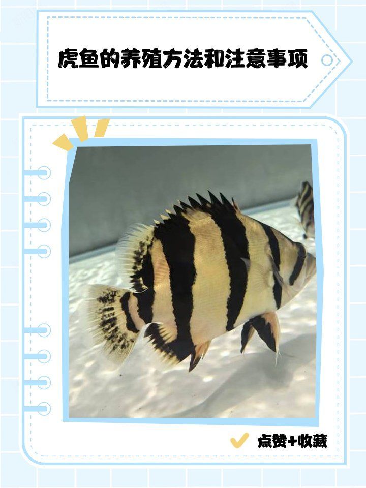 金龍魚和虎魚混養需要注意什么？，金龍魚和虎魚混養需要注意什么， 金龍魚和虎魚混養需要注意什么？，金龍魚和虎魚混養需要注意什么， 龍魚百科 第1張