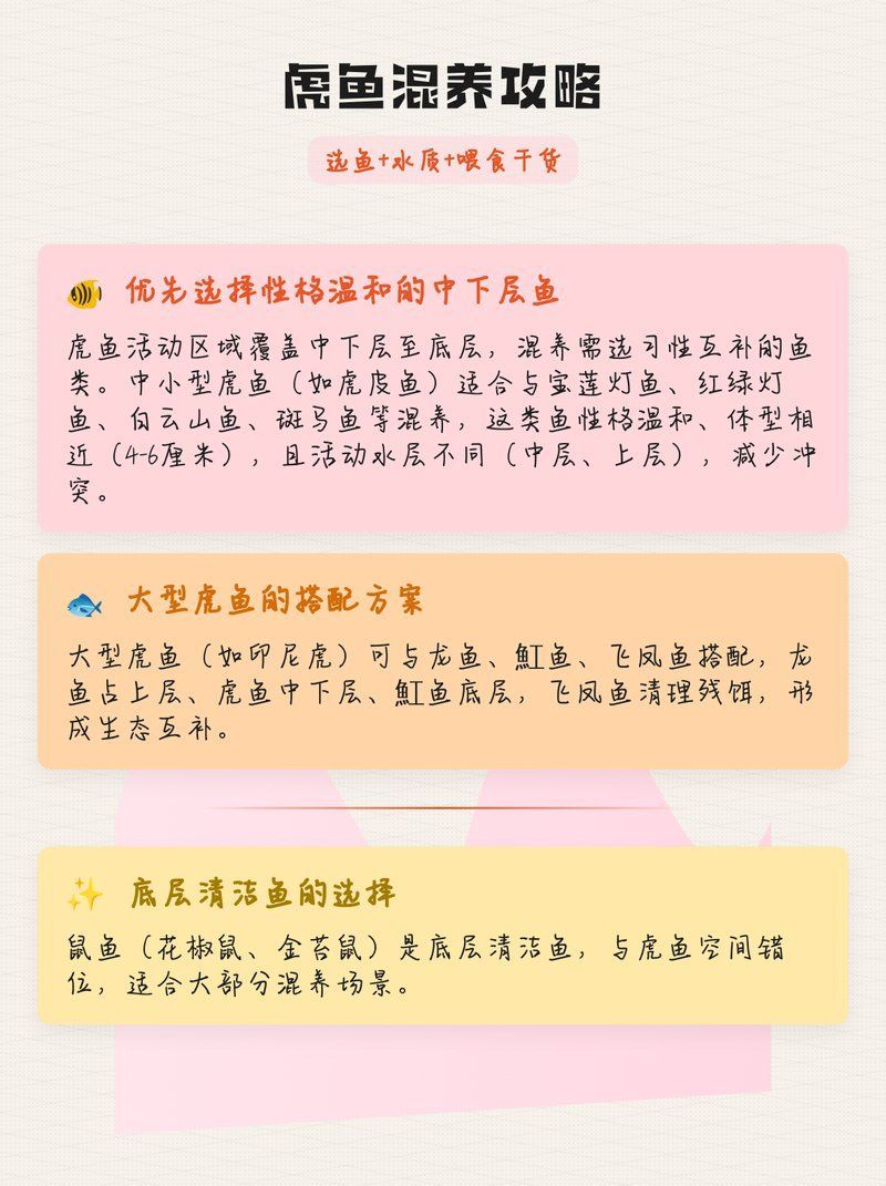金龍魚和虎魚混養需要注意什么？，金龍魚和虎魚混養需要注意什么， 金龍魚和虎魚混養需要注意什么？，金龍魚和虎魚混養需要注意什么， 龍魚百科 第2張