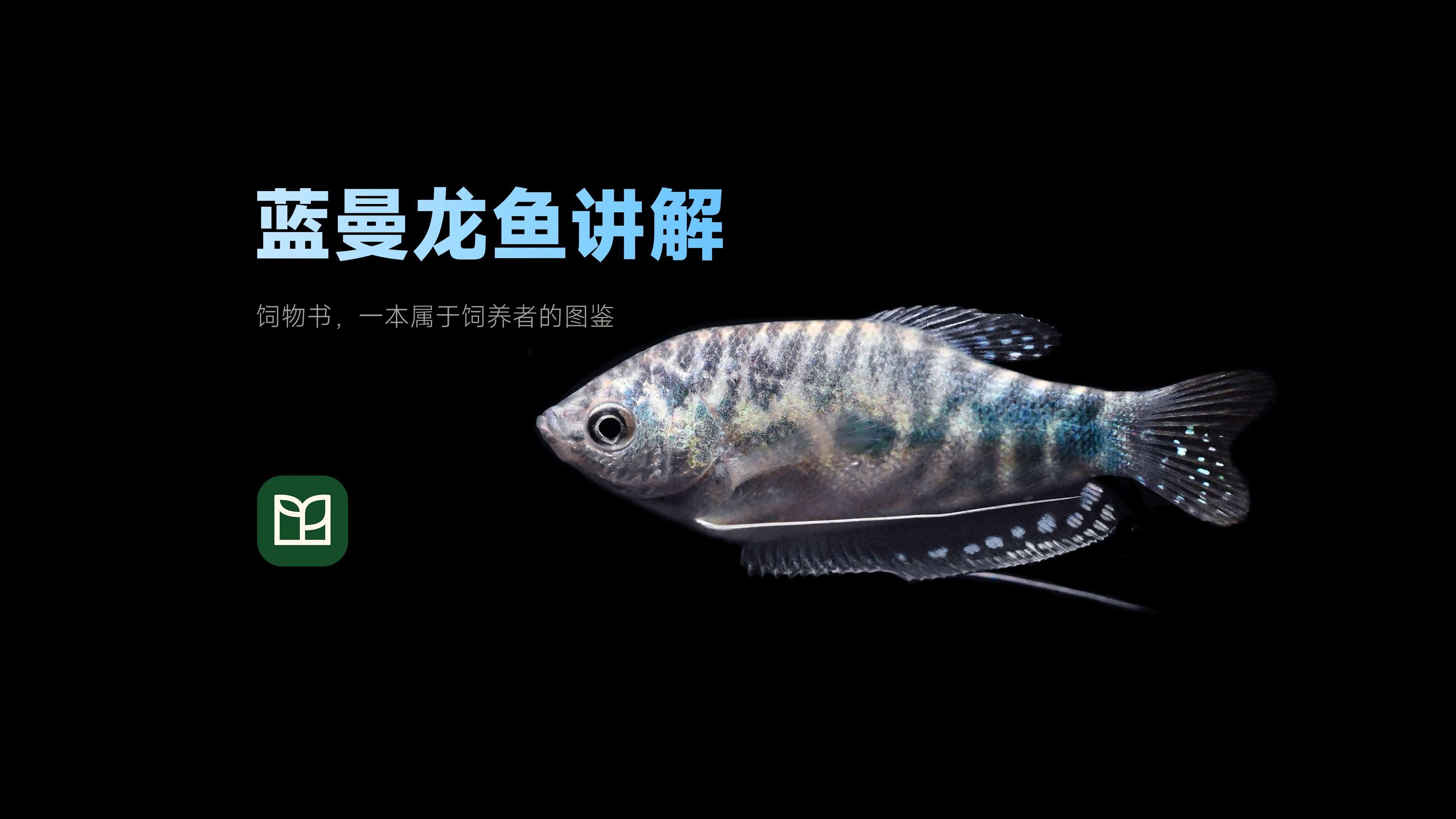 藍曼龍魚需要多大的魚缸？，如何為藍曼龍魚選擇合適的魚缸？