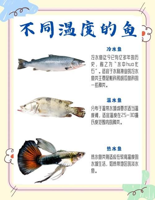 如何安全地食用小魚