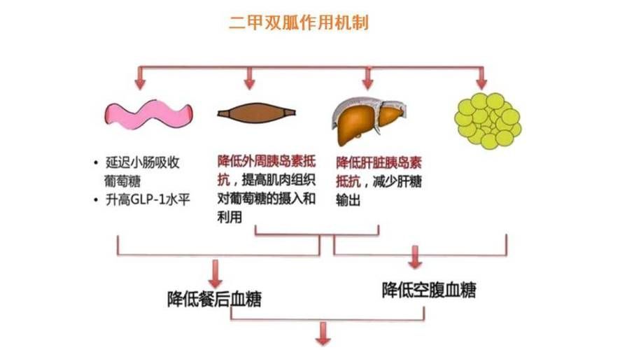 哪些藥物可以聯(lián)合使用，藥物聯(lián)合使用方案 哪些藥物可以聯(lián)合使用，藥物聯(lián)合使用方案 龍魚百科 第1張