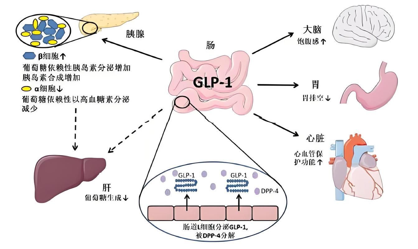 哪些藥物可以聯(lián)合使用，藥物聯(lián)合使用方案 哪些藥物可以聯(lián)合使用，藥物聯(lián)合使用方案 龍魚百科 第2張