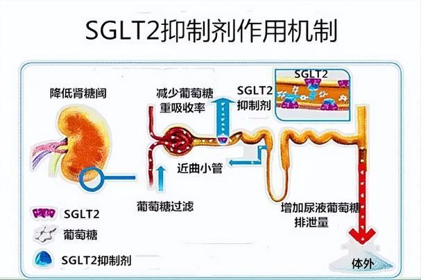 哪些藥物可以聯(lián)合使用，藥物聯(lián)合使用方案 哪些藥物可以聯(lián)合使用，藥物聯(lián)合使用方案 龍魚百科 第3張
