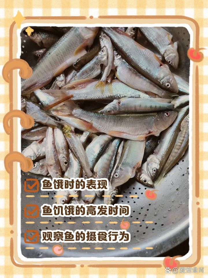 如何判斷魚是否處于饑餓狀態(tài)，如何判斷魚是否處于饑餓狀態(tài)，判斷魚是否處于饑餓狀態(tài) 如何判斷魚是否處于饑餓狀態(tài)，如何判斷魚是否處于饑餓狀態(tài)，判斷魚是否處于饑餓狀態(tài) 龍魚百科 第1張