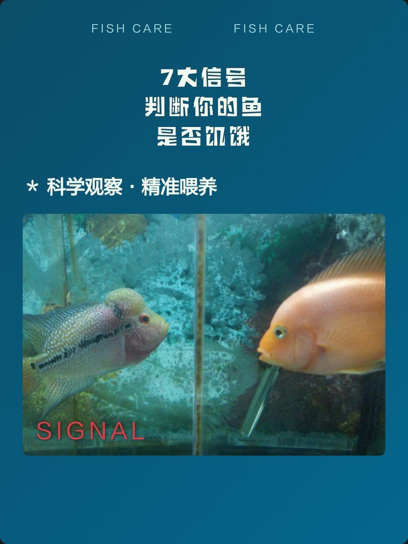 如何判斷魚是否處于饑餓狀態(tài)，如何判斷魚是否處于饑餓狀態(tài)，判斷魚是否處于饑餓狀態(tài) 如何判斷魚是否處于饑餓狀態(tài)，如何判斷魚是否處于饑餓狀態(tài)，判斷魚是否處于饑餓狀態(tài) 龍魚百科 第2張