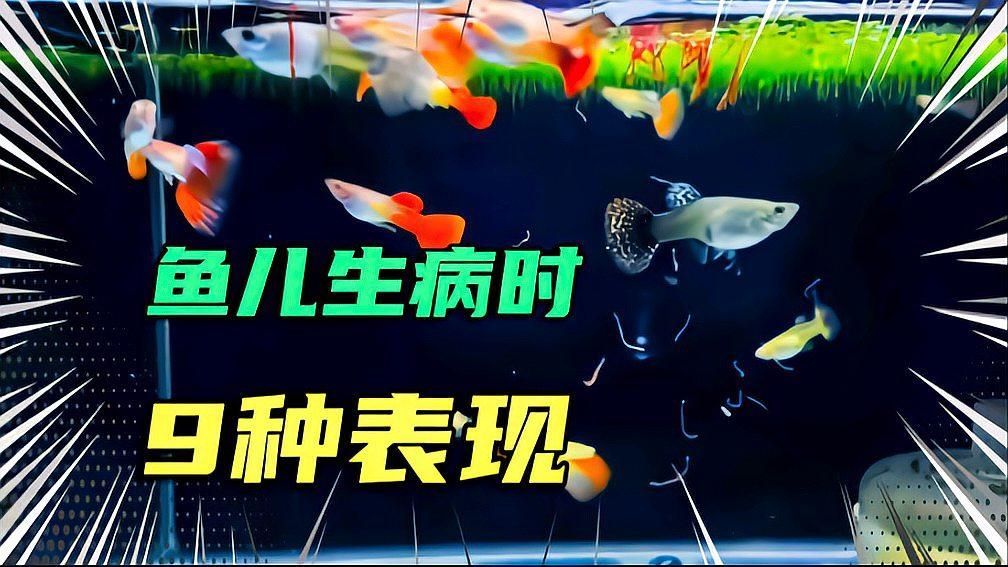 如何判斷紅龍魚是否感染外寄生蟲，如何判斷觀賞魚生病時的9種表現(xiàn) 如何判斷紅龍魚是否感染外寄生蟲，如何判斷觀賞魚生病時的9種表現(xiàn) 龍魚百科 第2張