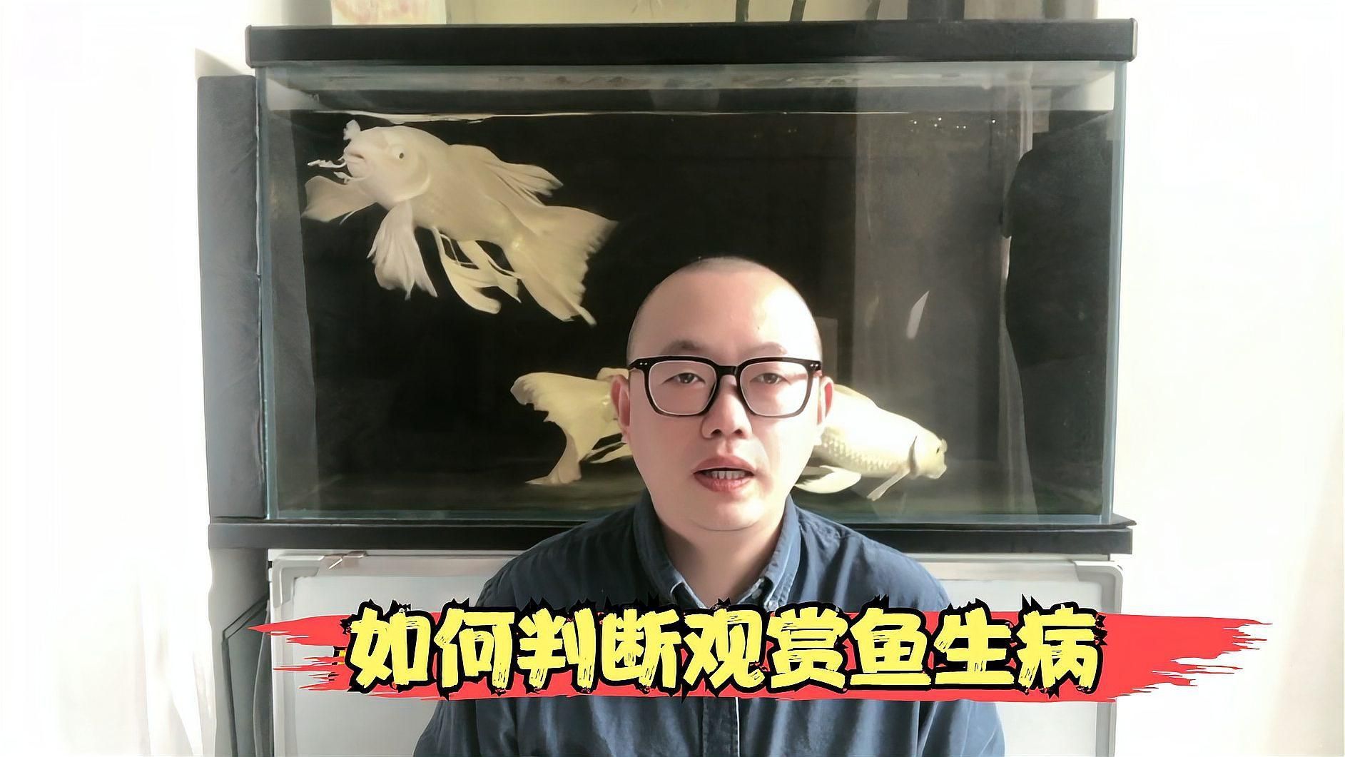如何判斷紅龍魚是否感染外寄生蟲，如何判斷觀賞魚生病時的9種表現