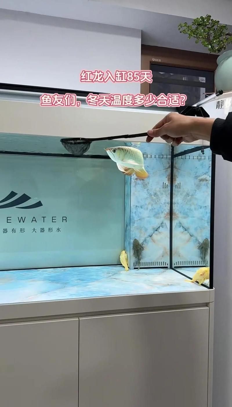 紅龍魚的最佳水溫是多少，紅龍魚的最佳水溫是多少, 紅龍魚的最佳水溫是多少，紅龍魚的最佳水溫是多少, 龍魚百科 第2張