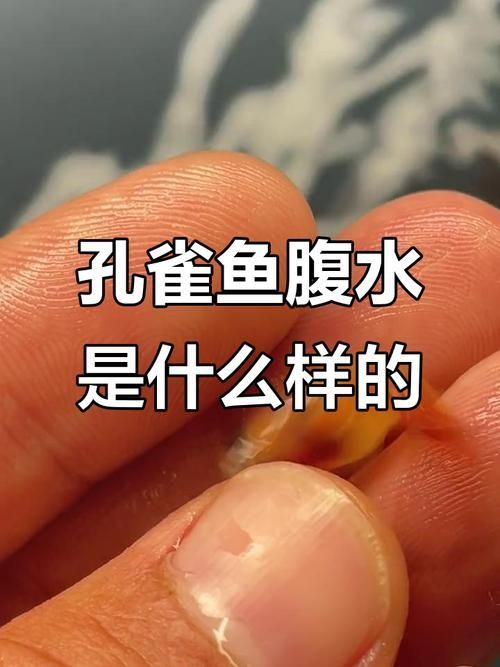 給我一些判斷魚(yú)是否腹水的圖片，判斷魚(yú)是否腹水的方法 給我一些判斷魚(yú)是否腹水的圖片，判斷魚(yú)是否腹水的方法 龍魚(yú)百科 第2張