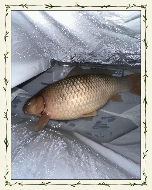 給我一些判斷魚(yú)是否腹水的圖片，判斷魚(yú)是否腹水的方法 給我一些判斷魚(yú)是否腹水的圖片，判斷魚(yú)是否腹水的方法 龍魚(yú)百科 第4張