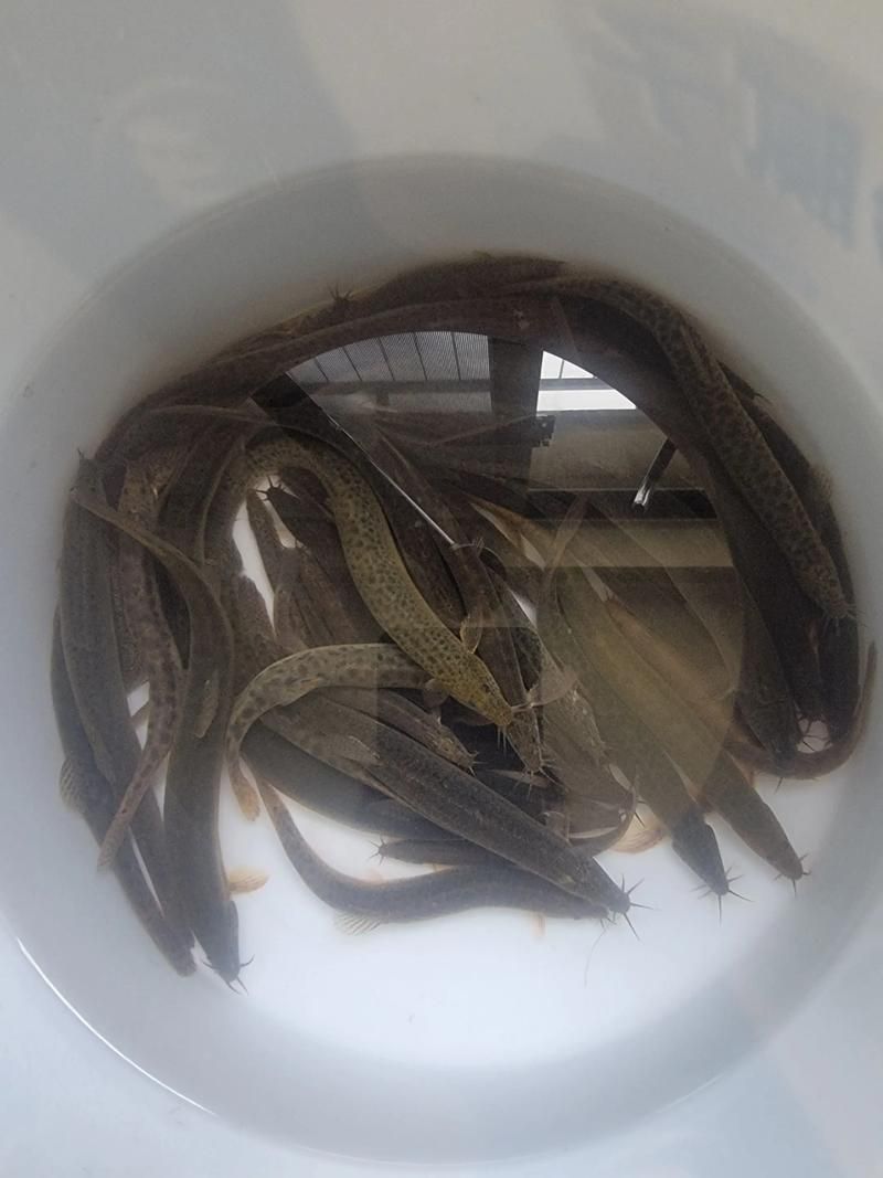 金龍魚相克食物有哪些具體案例？，金龍魚的“相克食物” 金龍魚相克食物有哪些具體案例？，金龍魚的“相克食物” 龍魚百科 第5張