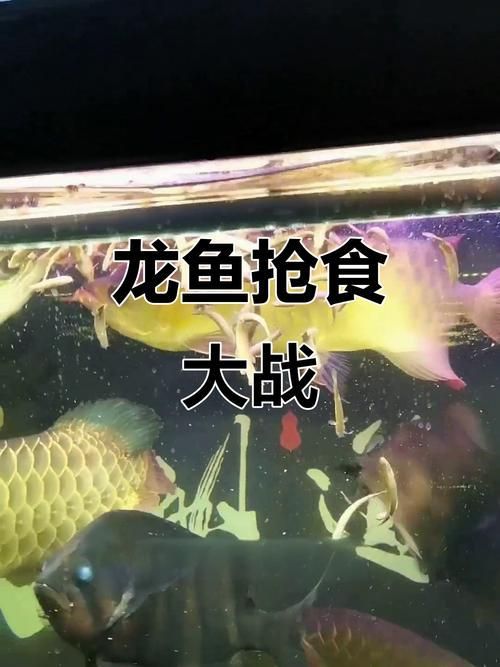 金龍魚相克食物有哪些具體案例？，金龍魚的“相克食物” 金龍魚相克食物有哪些具體案例？，金龍魚的“相克食物” 龍魚百科 第2張