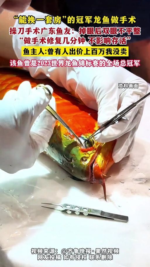 手術干預龍魚眼睛起白點的風險有多大?,手術干預龍魚眼睛白點的風險 龍魚百科 第4張 手術干預龍魚眼睛起白點的風險有多大?,手術干預龍魚眼睛白點的風險 手術干預龍魚眼睛起白點的風險有多大?,手術干預龍魚眼睛白點的風險 龍魚百科 第4張