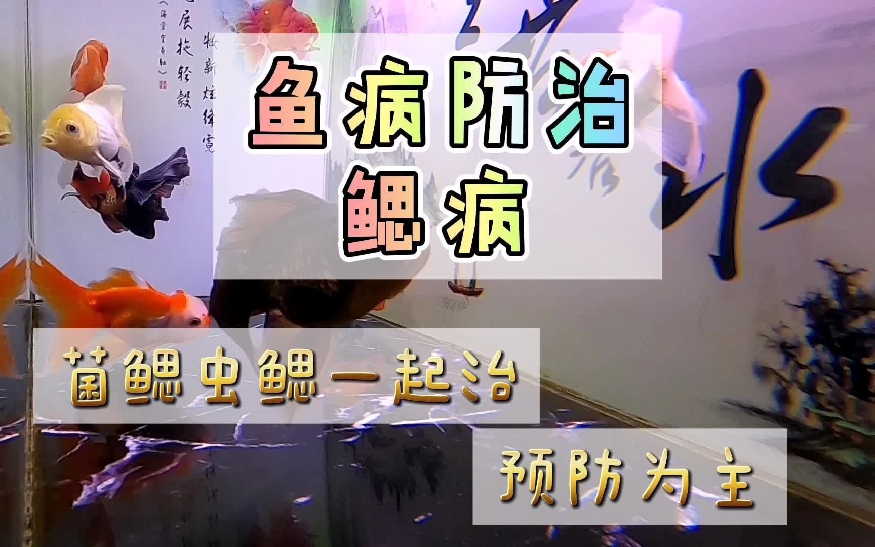 龍魚爛鰓最簡單處理方法視頻