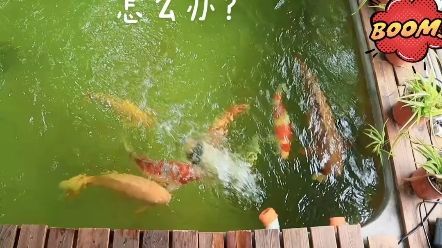 龍魚爛鰓最簡單處理方法視頻 龍魚爛鰓最簡單處理方法視頻 龍魚百科 第2張