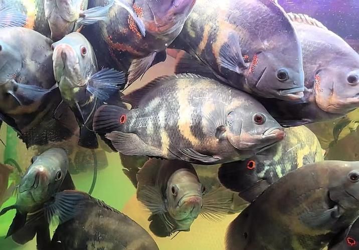野生地圖魚的價(jià)格是多少？，野生地圖魚價(jià)格是多少？