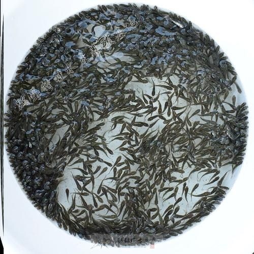 給我一些紅龍魚的市場價格數據，紅龍魚市場價格走勢圖如何判斷紅龍魚的品質和價格 給我一些紅龍魚的市場價格數據，紅龍魚市場價格走勢圖如何判斷紅龍魚的品質和價格 龍魚百科 第4張