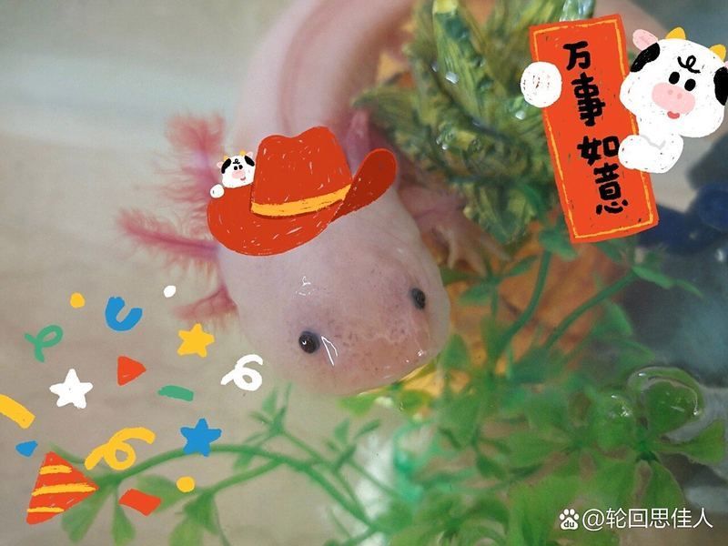 六角龍有哪些常見疾病 六角龍有哪些常見疾病 龍魚百科 第2張