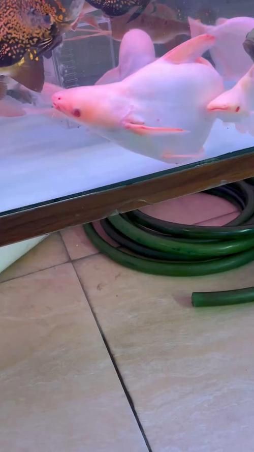 0號和1號白子球鯊哪個更稀有？，0號和1號白子球鯊哪個更稀有龍魚魚缸擺放有哪些風水講究