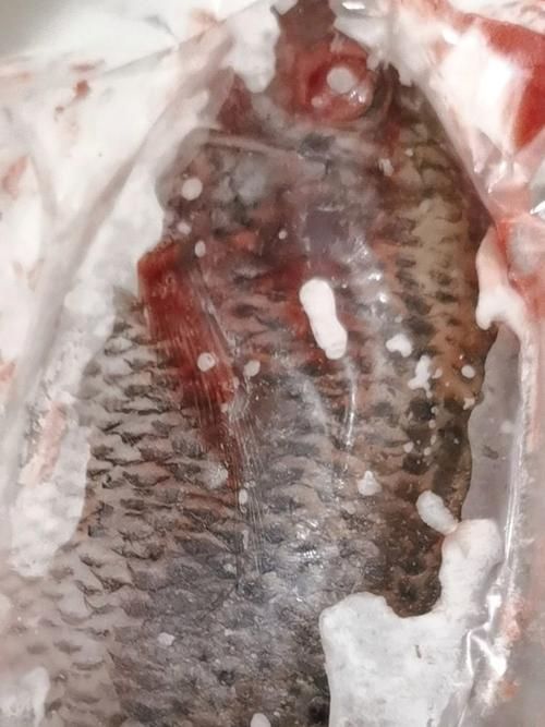 非洲金鼓魚有哪些常見疾病？，非洲金鼓魚病理圖示 非洲金鼓魚有哪些常見疾病？，非洲金鼓魚病理圖示 龍魚百科 第5張
