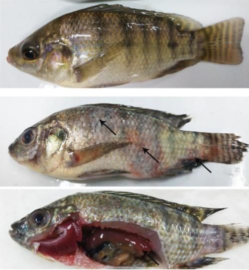 非洲金鼓魚有哪些常見疾病？，非洲金鼓魚病理圖示 非洲金鼓魚有哪些常見疾病？，非洲金鼓魚病理圖示 龍魚百科 第1張