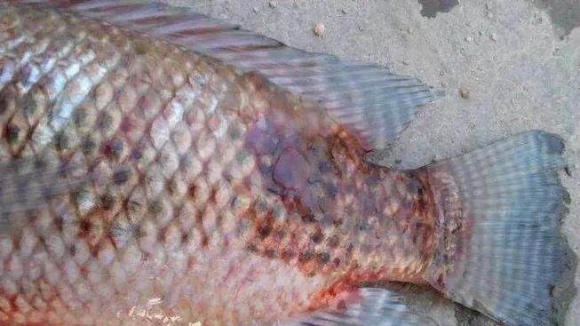 非洲金鼓魚有哪些常見疾病？，非洲金鼓魚病理圖示 非洲金鼓魚有哪些常見疾病？，非洲金鼓魚病理圖示 龍魚百科 第3張