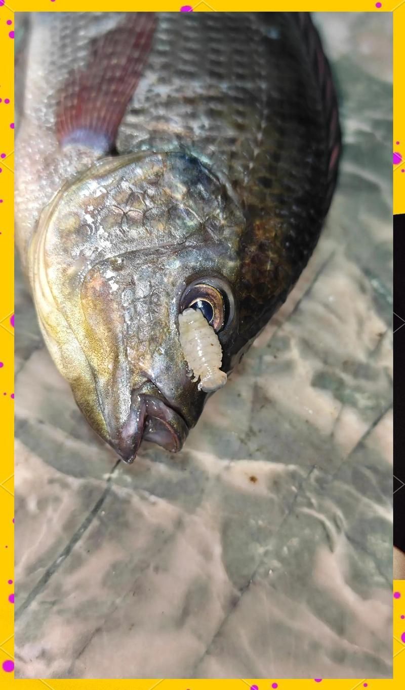 如何區(qū)分魚虱與其他寄生蟲