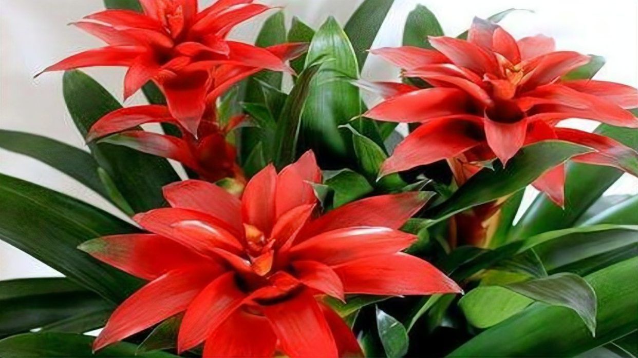 鎮宅又聚財的花，鎮宅又聚財的花卉 鎮宅又聚財的花，鎮宅又聚財的花卉 龍魚百科